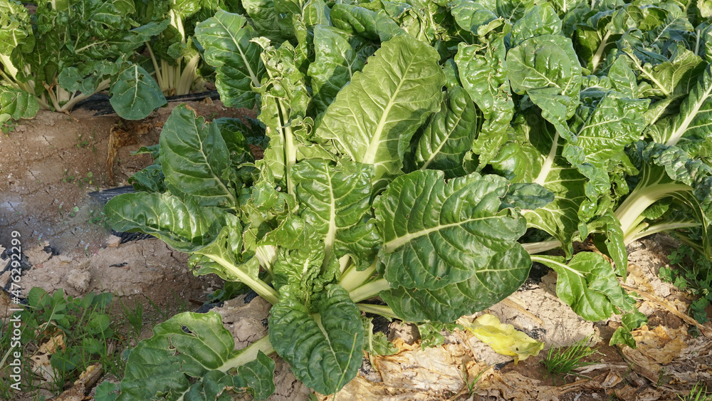 Cultivo de Acelga y sus pencas (tallos) comestibles Cultivo de Acelga y sus pencas (tallos) comestibles
