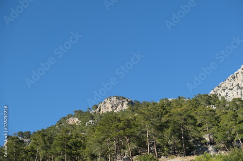 pine tree on the top of mountain