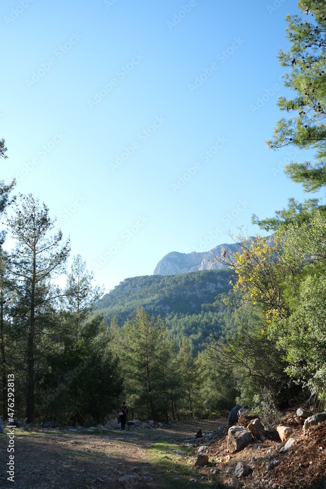 Obraz premium forest in the mountains