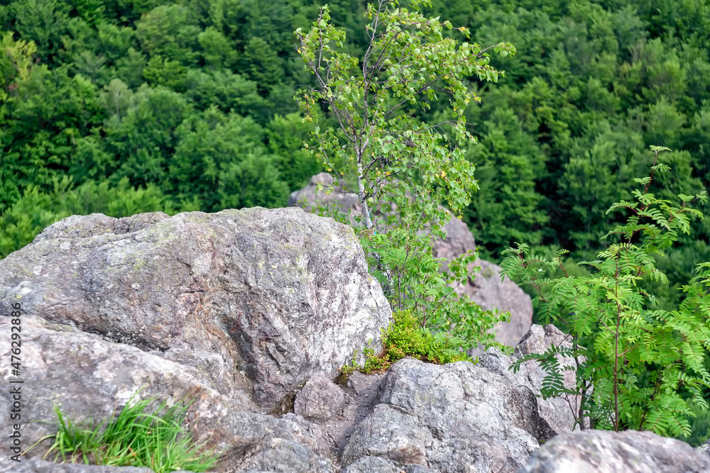 tree on a rock in a rocky area tree on a rock in a rocky area