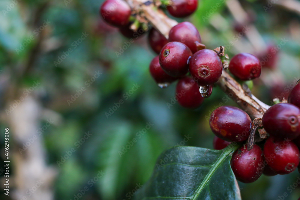 Fresh red ripe coffee beans ready to harvest from the tree