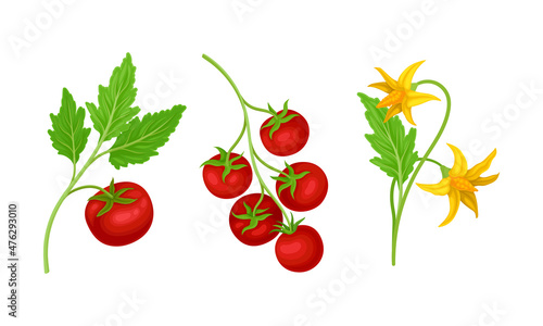 Tomato plant and ripe tomatoes on branch set vector illustration