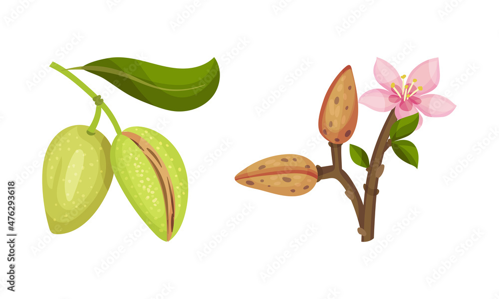 Almond plant branch with blossoming flowers and green nuts vector illustration Almond plant branch with blossoming flowers and green nuts vector illustration