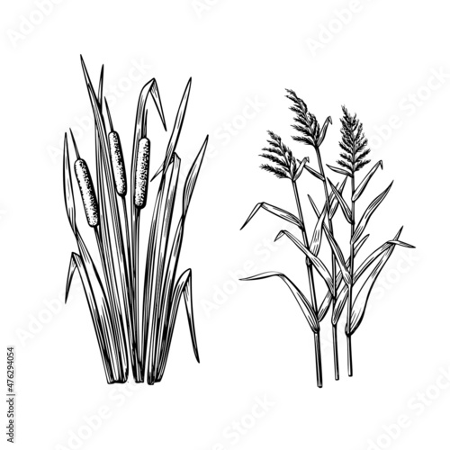 Black reeds grass and reed sketch set in vintage style. Vector retro illustration element. Spring floral nature background vector.