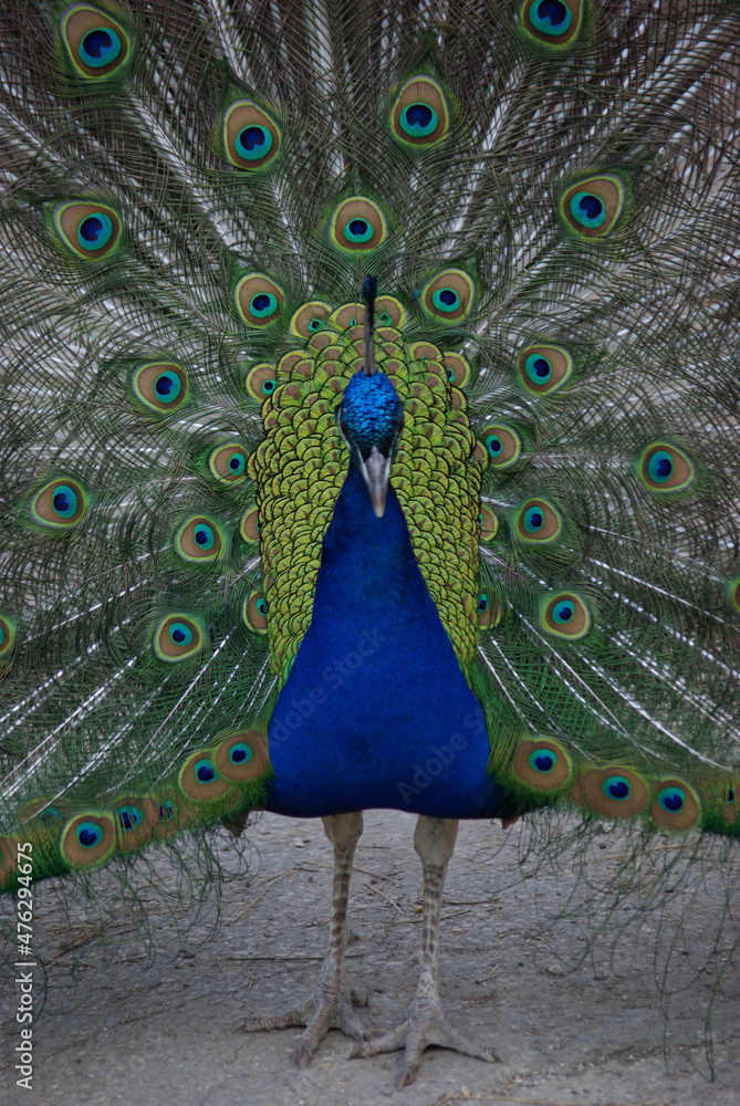 Naklejka premium Paon mâle