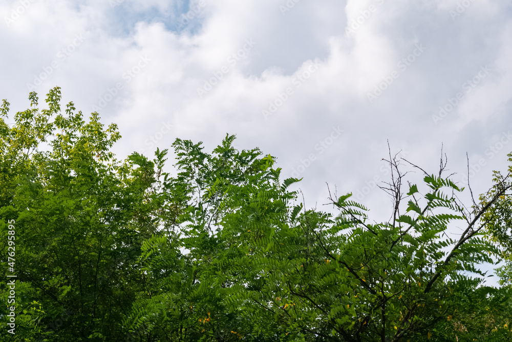 Dark green Robinia pseudoacacia tree tops with cloudy sky Dark green Robinia pseudoacacia tree tops with cloudy sky