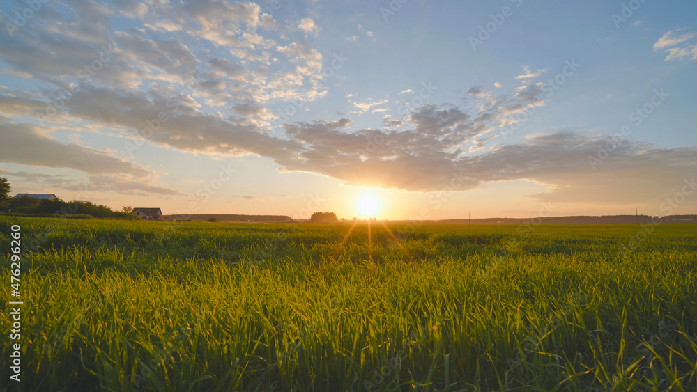 Summer sunset over a field of young wheat.