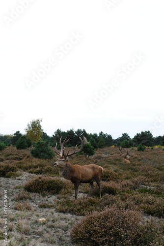 deer in nature on an autumn day