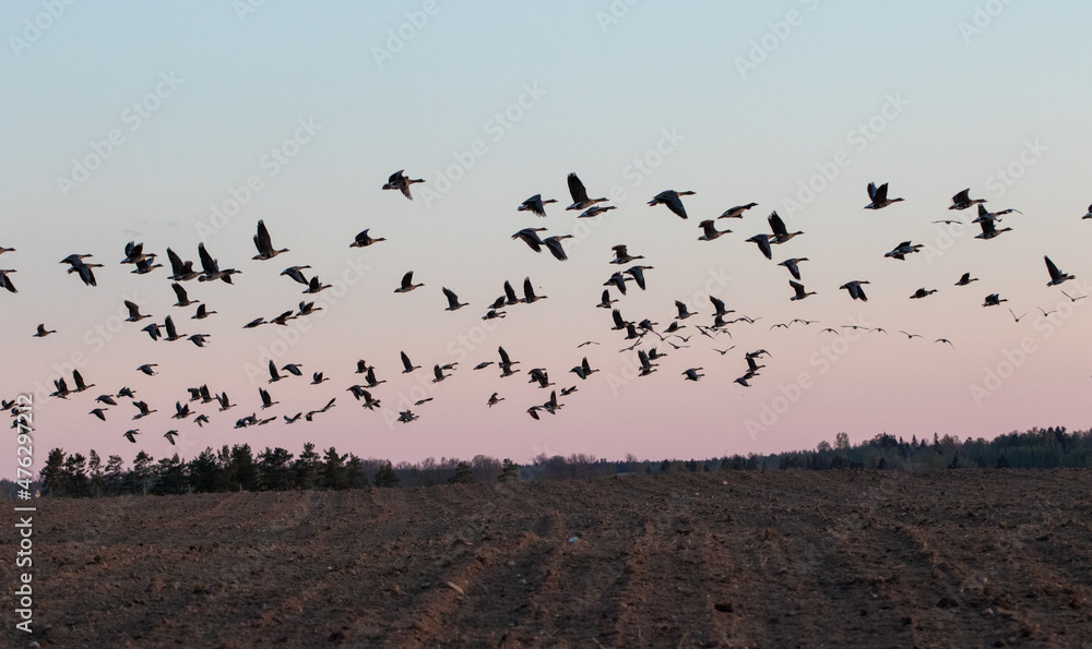 flock of birds flying over a field flock of birds flying over a field