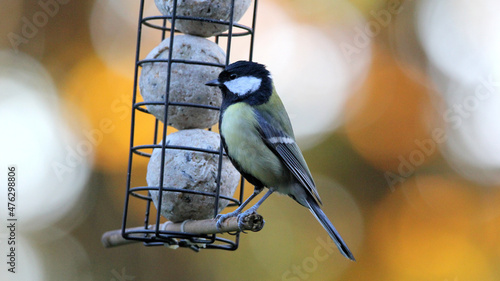 Closeup shot of a great tit bird perched on a feeder photo