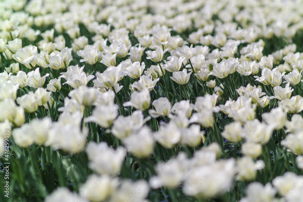 Green field with spring white flowers, close-up. Green field with spring white flowers, close-up.