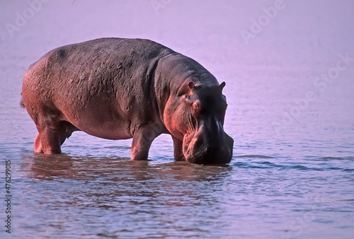 Hippopotamus in African river
