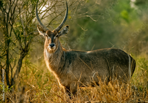 Mature African waterbuck