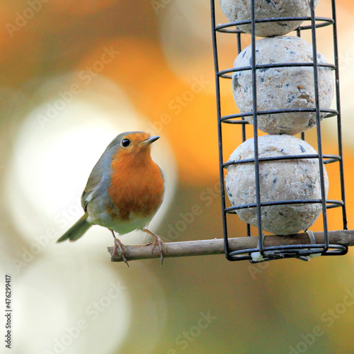 Closeup shot of a robin redbreast bird perched on a feeder photo