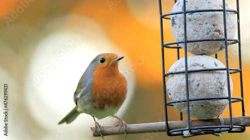 Closeup shot of a robin redbreast bird perched on a feeder photo