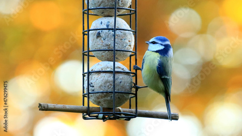 Closeup shot of a Eurasian blue tit bird perched on a feeder photo