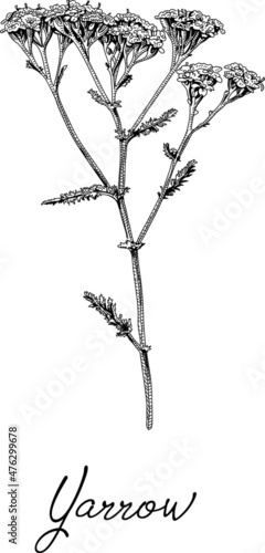 Yarrow herb. Sketchy hand-drawn vector illustration.