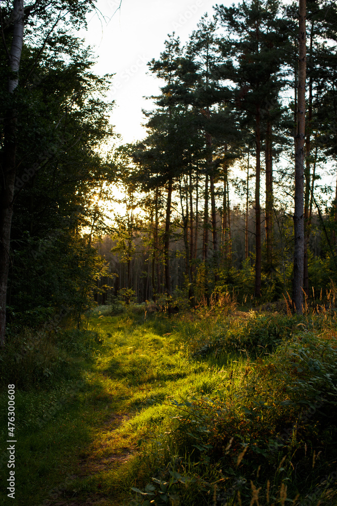 Obraz premium Waldweg im Licht