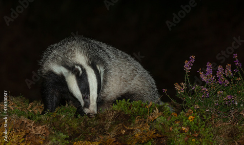 Badger, Scientific name: Meles meles. Close-up of a wild, native, European badger foraging in natural woodland habitat in late Autumn with green moss and purple heather. Copyspace