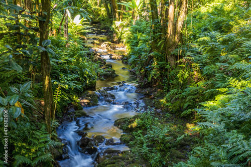 Creek cascade in the rainforest of Big Island, Hawaii