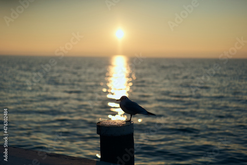 Fototapeta Naklejka Na Ścianę i Meble -  seagull on a wooden mast at sunset on lake garda in italy