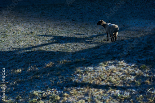 Fototapeta Naklejka Na Ścianę i Meble -  lonely sheep at a grassland on the morning watching at her own schadow