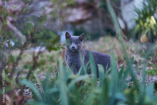 young grey curious cat exploring the garden