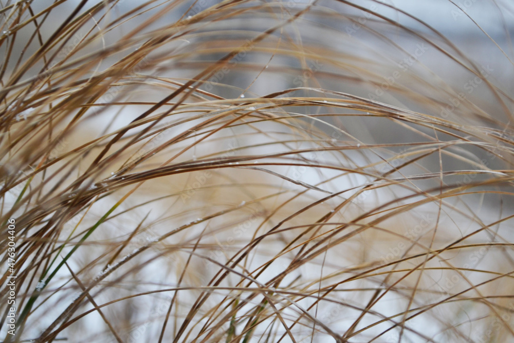 Grass in the snow
Grass in the snow