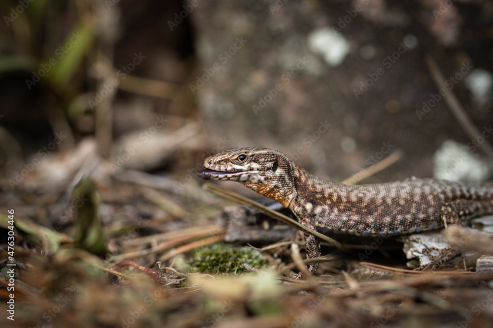 lizard on a rock, macro lizard on a rock, macro