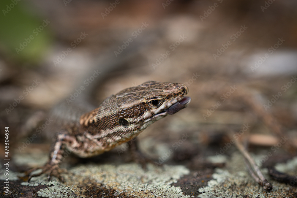 lizard on a rock, macro lizard on a rock, macro