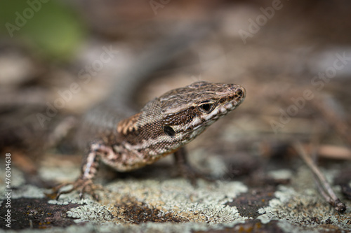 lizard on a rock, macro
