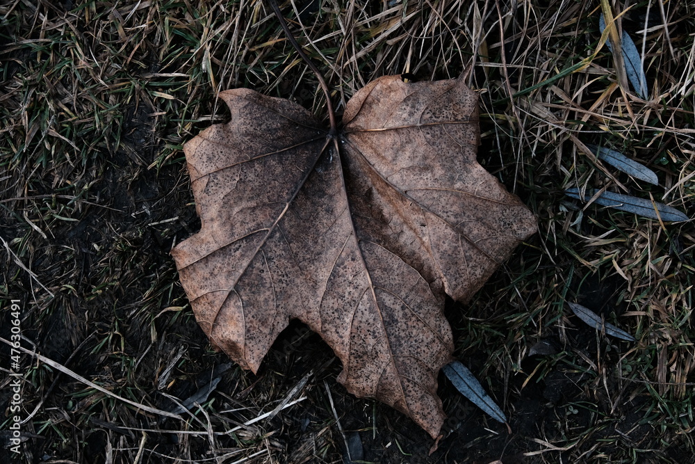 A maple leaf lies on the ground. Dark colors of Autumn. Abstract nature.