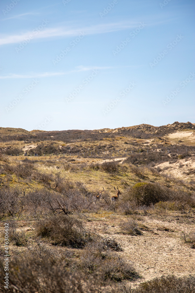 Wild deer between sanddunes