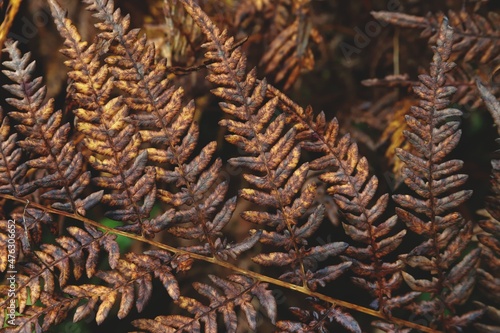 withered autumn fern leaf close up.