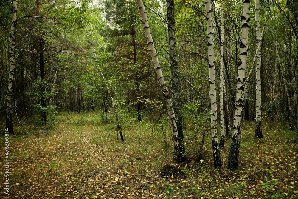 Fototapeta premium trees in the woods