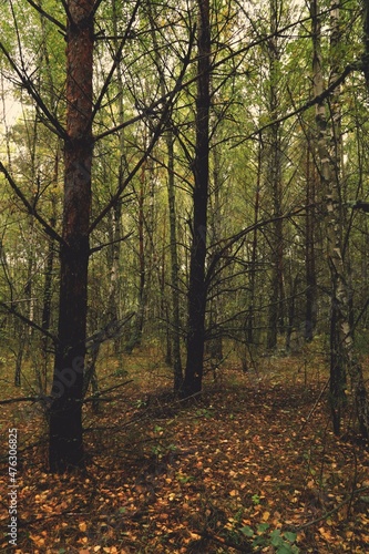 autumn in the forest