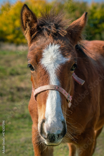 Portrait of cute young horse looking and walking towards camera © Robert Ray