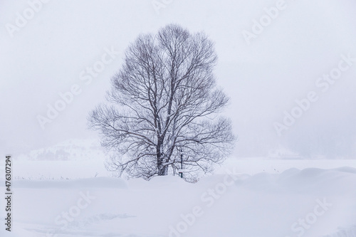 panoramic view of winter landscape. people walking on wooden walking path, with many snow and frozen trees. The Abant Lake Natural Park(Black Sea) Region. 