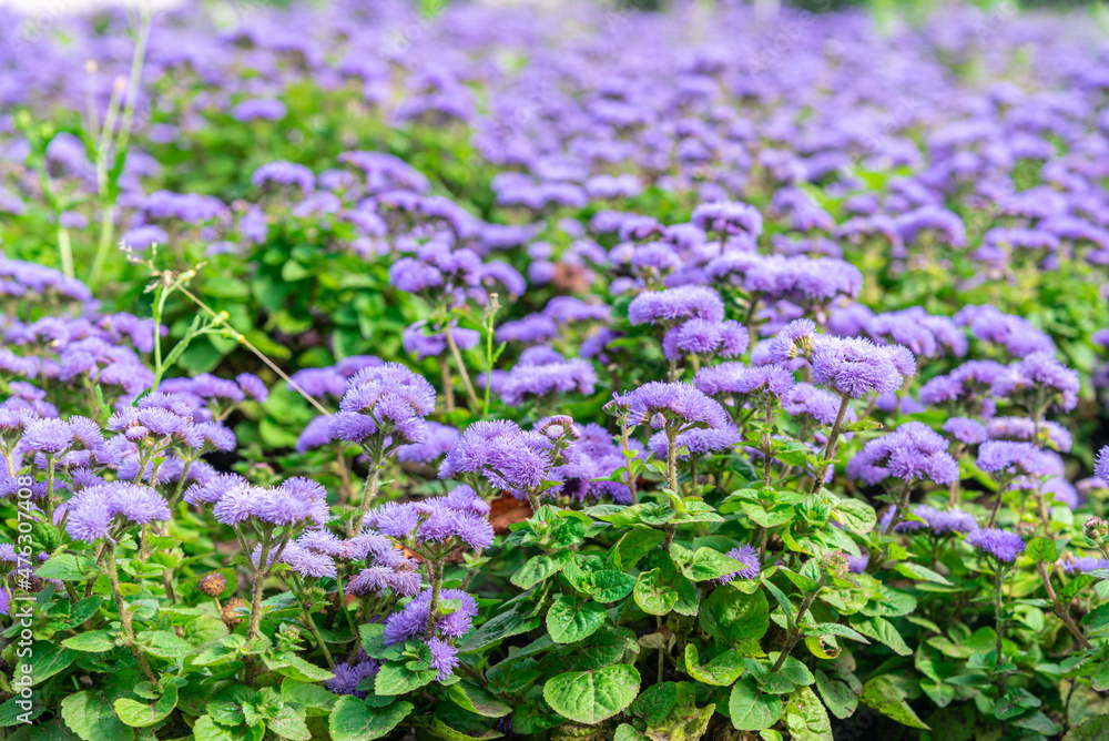Background of purple blooming Ageratum on a city flower bed. Background of purple blooming Ageratum on a city flower bed.