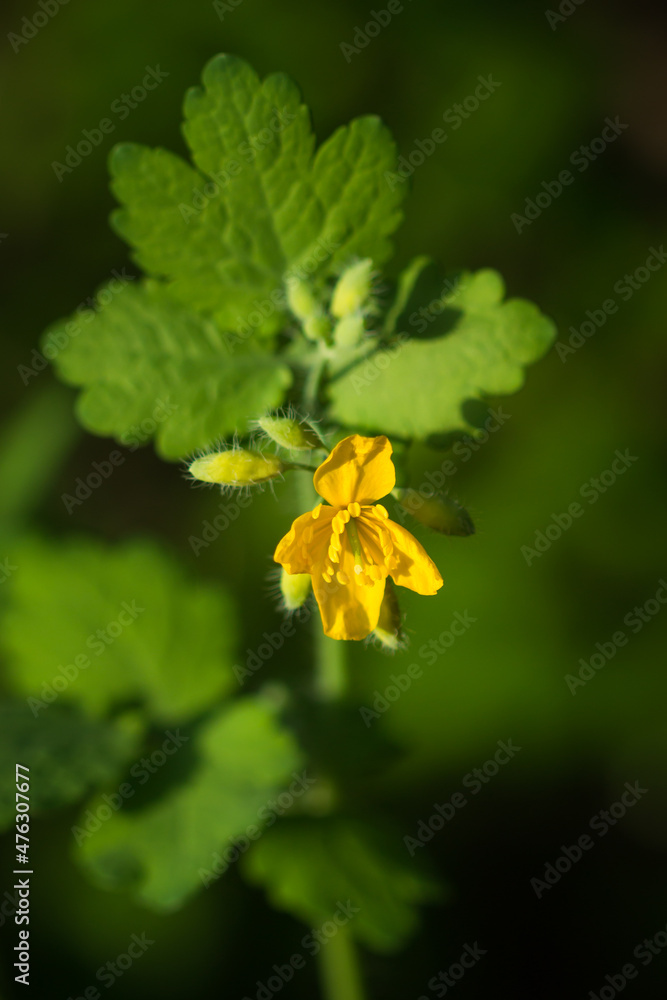 The greater celandine (lat. Chelidonium majus), of the family Papaveraceae. Central Russia. The greater celandine (lat. Chelidonium majus), of the family Papaveraceae. Central Russia.