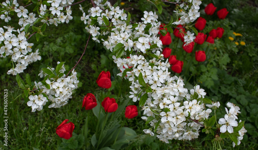 Blooming cherry on a background of blooming tulips