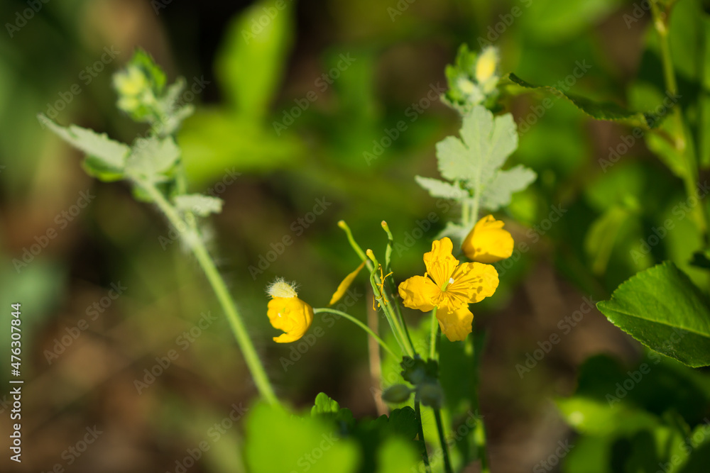 The greater celandine (lat. Chelidonium majus), of the family Papaveraceae. Central Russia. The greater celandine (lat. Chelidonium majus), of the family Papaveraceae. Central Russia.
