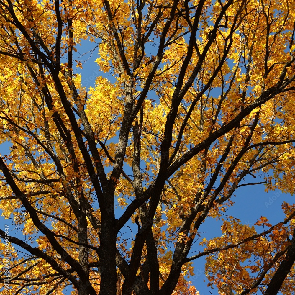 autumn trees in the sky autumn trees in the sky
