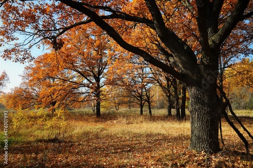 autumn trees in the park