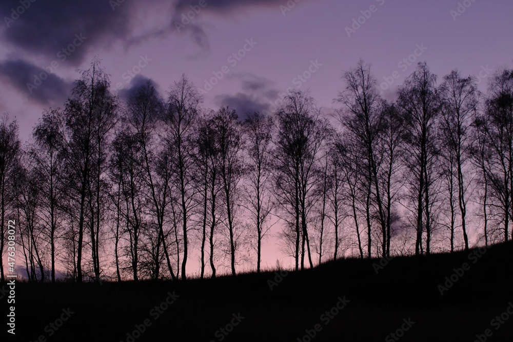 silhouette of a tree silhouette of a tree