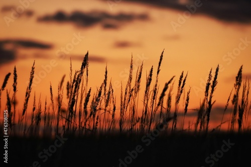 reeds at sunset