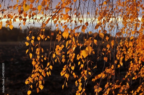 autumn leaves background
