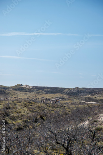 Wild deer in the dunes