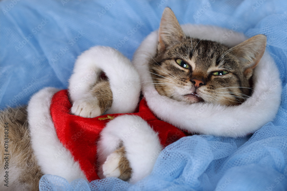 Santa Claus cat lies on a blue background. Portrait of a cat. Kitten with green eyes in a New Year's outfit resting on a blue background. Kitten close up. Pet care. Happy New Year. Tubby. Winter