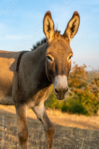 Donkey in sunset looking into camera with autumn trees in background © Robert Ray